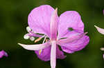 Fireweed